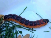 162 Goat Moth (Cossus cossus) final instar caterpillar