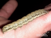 2136-The Gothic-Moth-caterpillar (Naenia typica) -10320