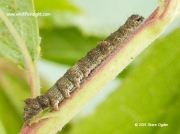 2245 Green-brindled Crescent caterpillar (Allophyes oxyacanthae)