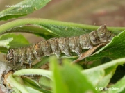 2245 Green-brindled Crescent caterpillar (Allophyes oxyacanthae)