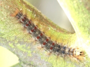 2034 Gypsy moth (Lymantria dispar) caterpillar London UK © K. Wang