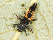 Harlequin Ladybird (Harmonia axyridis) larva