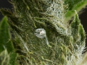 Red Admiral (Vanessa atalanta) hatched egg