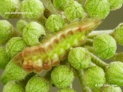 Holly Blue fully grown caterpillar 12mm (Celastrina argiolus) feeding on Ivy © 2015 Steve Ogden