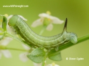 1984 Hummingbird Hawk-moth (Macroglossum stellatarum) 11 day old 12mm caterpillar
