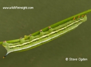 1984 Hummingbird Hawk-moth (Macroglossum stellatarum) caterpillar