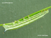 Hummingbird Hawk-moth caterpillar (Macroglossum stellatarum)