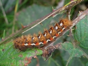 2289 Knot Grass (Acronicta rumicis) caterpillar- brown form