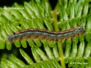 Lackey caterpillar fully grown basking on bracken © 2014 Steve Ogden
