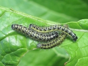 1549 Large White or Cabbage White Butterfly (Pieris brassicae) - caterpillars feeding on cabbage