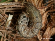 2111 Lesser Yellow Underwing caterpillar (Noctua comes) 2015 Steve Ogden