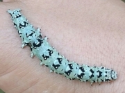 2454 Light Crimson Underwing caterpillar (Catoca promissa)  photo Ian Loving