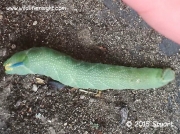 1979 Lime Hawk-moth (Mimas tiliae) caterpillar © 2015 Stuart