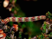 1846 Narrow-winged Pug ( Eupithecia nanata) caterpillar on heather © T.Lee