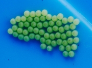 2154 Cabbage Moth (Mamestra brassicae) newly laid eggs
