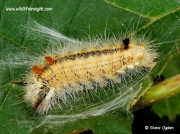 2425 Nut-tree Tussock (Colocasia coryli) caterpillar