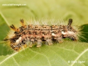 2425 Nut-tree Tussock (Colocasia coryli) caterpillar dark form