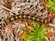 1637 Oak Eggar (Lasiocampa quercus) - 2nd instar caterpillar