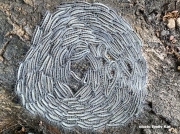 2022 Oak Processionary caterpillars Thaumetopoea processionea
