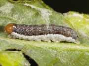 2271 Orange Sallow (Xanthia citrago)