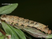 1652 Peach Blossom caterpillar (Thyatira batis) fully grown © 2007 Steve Ogden