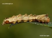 1652 Peach Blossom caterpillar (Thyatira batis) fully grown raspberry leaf © 2007 Steve Ogden