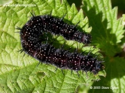 Peacock Butterfly caterpillar 42 mm (Inachis io) © 2005 Steve Ogden
