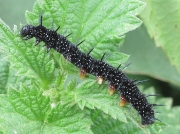 1597 Peacock (Inachis io) - caterpillar showing orangey yellow prolegs