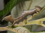 2003 Pebble Prominent (Notodonta ziczac) - caterpillar grey form