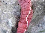 1995 Puss Moth (Cerura vinula) pre pupating caterpillar