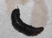 1991 Elephant Hawk-moth (Deilephila elpenor) - pupating caterpillar