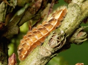Purple Hairstreak caterpillar (Neozephyrus quercus)