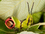 1995 Puss Moth caterpillar (Cerura vinula) © 2015 Steve Ogden