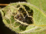 Red Admiral (Vanessa atalanta) caterpillar inside nettle tent