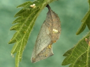 Red Admiral (Vanessa atalanta) butterfly chrysalis
