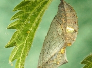 Red Admiral (Vanessa atalanta) butterfly chrysalis