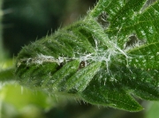 Red Admiral (Vanessa atalanta) early instar caterpillar nettle tent