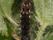 Red Admiral (Vanessa atalanta) caterpillar spinning nettle tent