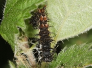Red Admiral (Vanessa atalanta) caterpillar spinning nettle tent