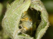 Red Admiral (Vanessa atalanta) pale form caterpillar inside nettle tent