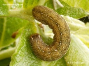 2263 Red-line Quaker caterpillar (Agrochola lota)
