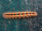 2290 Reed Dagger caterpillar ( Simyra albovenosa) recorder-D Carter