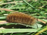 2064 Ruby Tiger (Phragmatobia fuliginosa) - caterpillar