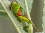1997 Sallow Kitten caterpillar (Furcula furcula) © 2015 Steve Ogden