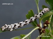 1920 Scalloped Hazel caterpillar (Odontopera bidentata) 2466