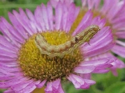 Scarce Bordered Straw caterpillar (Helicoverpa armigera) picture © C Littlewood