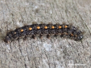 2047 Scarce Footman caterpillar (Eilema complana) photo D. Nicholson