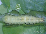 scarce-silver-lines-232048