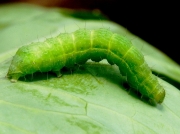 2441 Siver Y (Autographa gamma) cabbage looper moth caterpillar