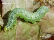 2441 Siver Y ( Autographa gamma) final instar caterpillar on nettle © 2015 Steve Ogden